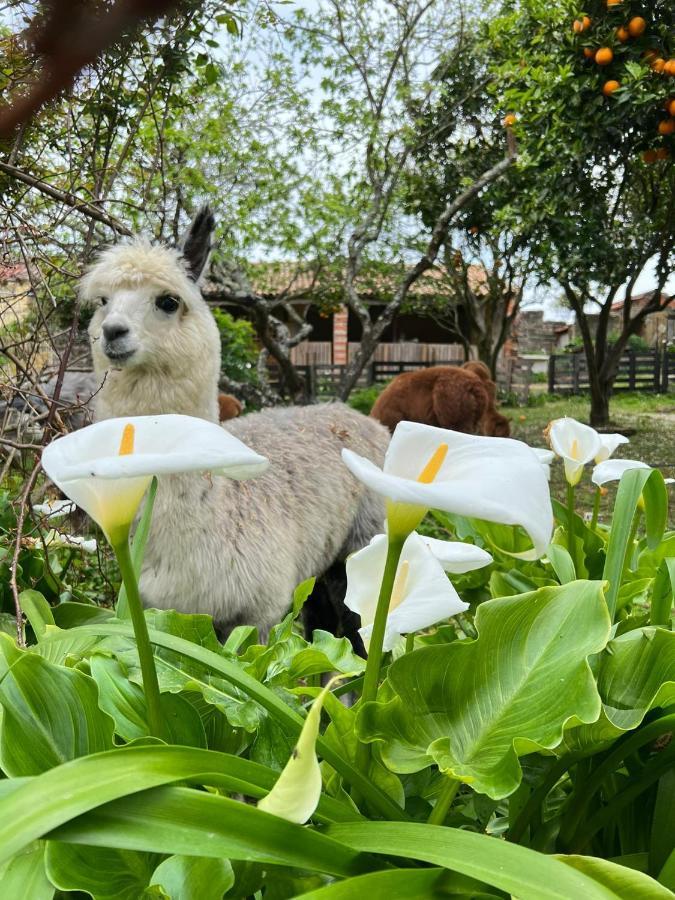 Monte Frio Alpacas Villa Nariz Bagian luar foto